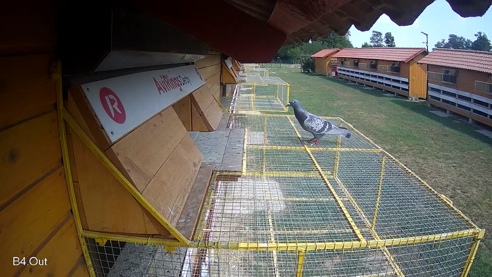 Pigeon Arrival Image For Race Race 4