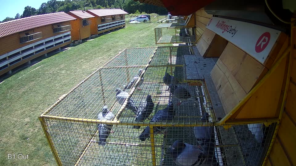 Pigeon Arrival Image For Race Race 5