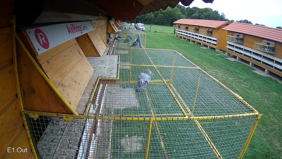Pigeon Arrival Image For Race Race 6