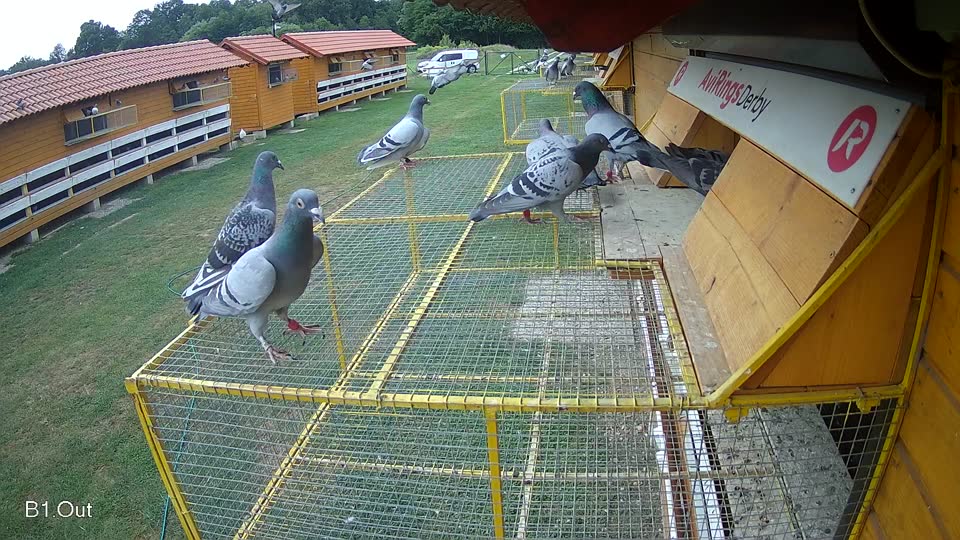 Pigeon Arrival Image For Race Race 3
