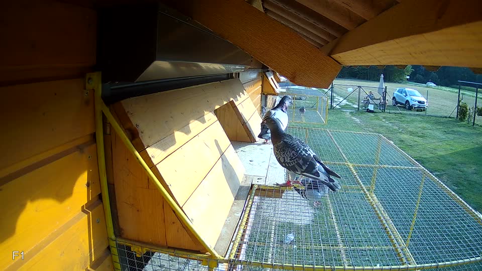 Pigeon Arrival Image For Race Race 4