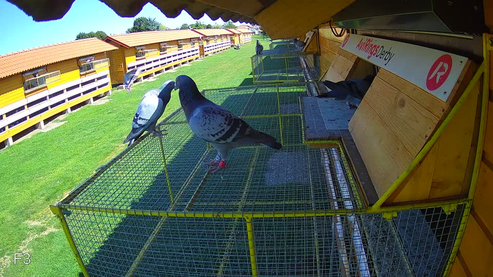 Pigeon Arrival Image For Race Race 2