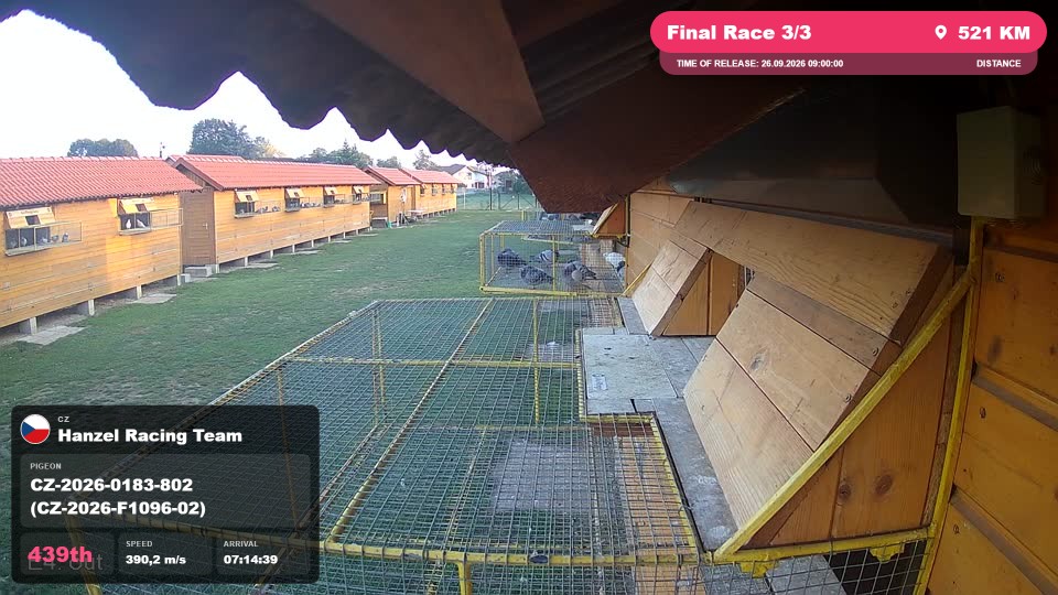 Pigeon Arrival Image For Race Final Race 3/3