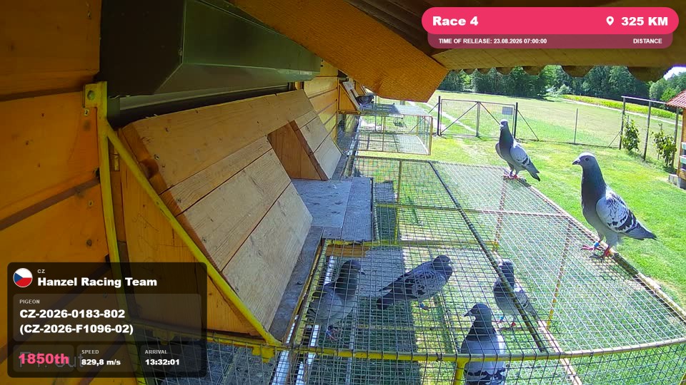 Pigeon Arrival Image For Race Race 4