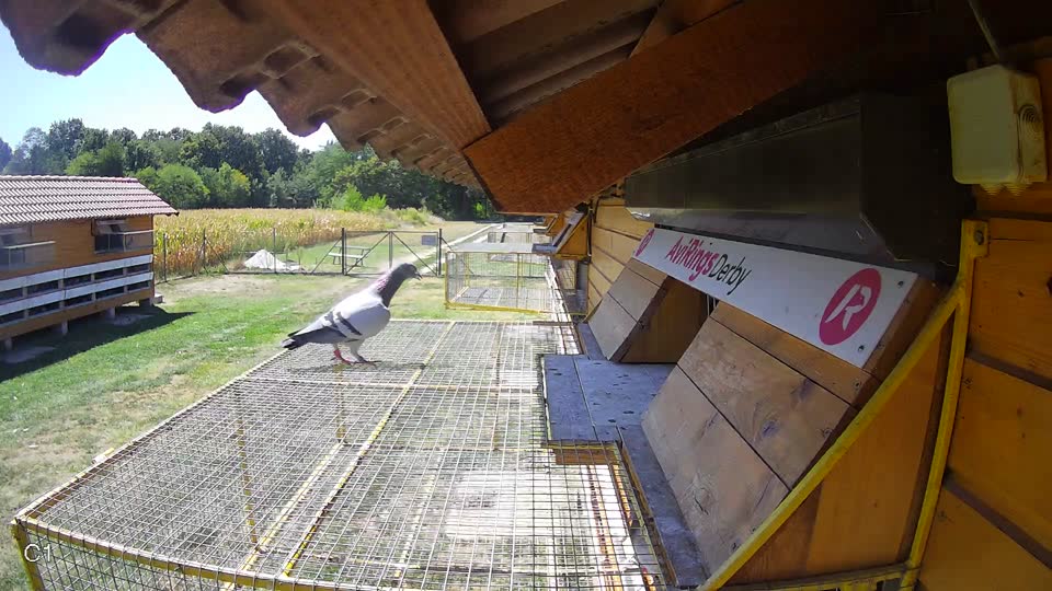 Pigeon Arrival Image For Race Race 3