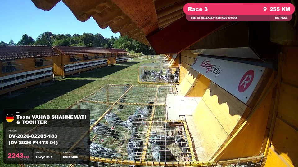 Pigeon Arrival Image For Race Race 3