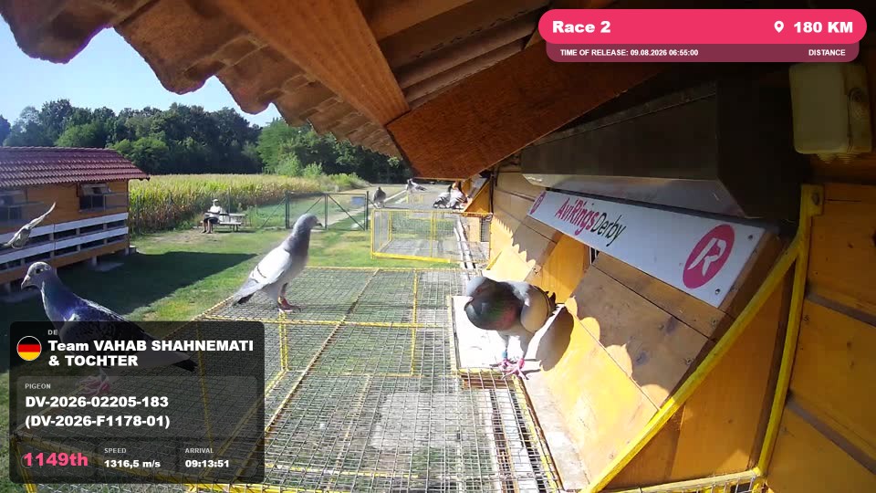 Pigeon Arrival Image For Race Race 2