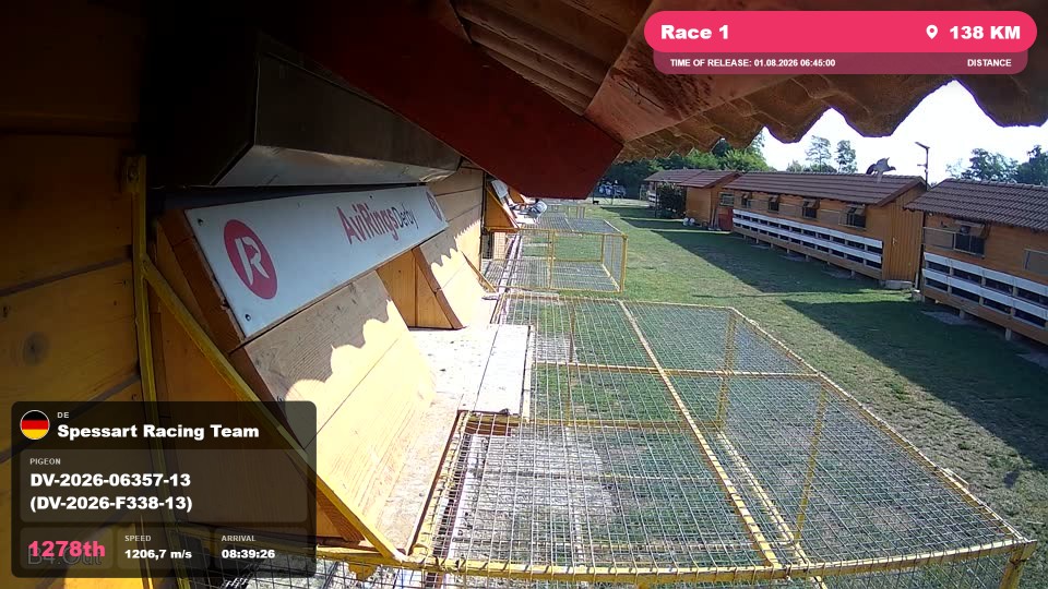 Pigeon Arrival Image For Race Race 1