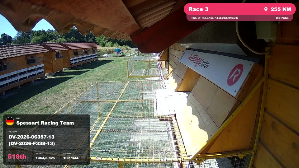 Pigeon Arrival Image For Race Race 3