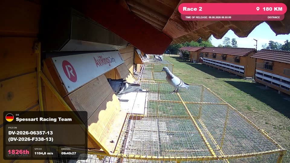 Pigeon Arrival Image For Race Race 2