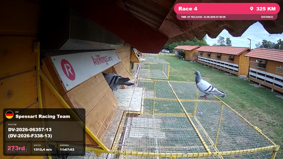 Pigeon Arrival Image For Race Race 4