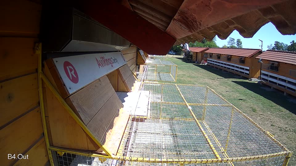 Pigeon Arrival Image For Race Race 3