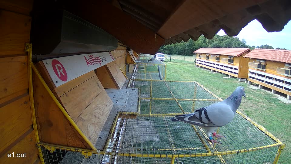 Pigeon Arrival Image For Race Race 4