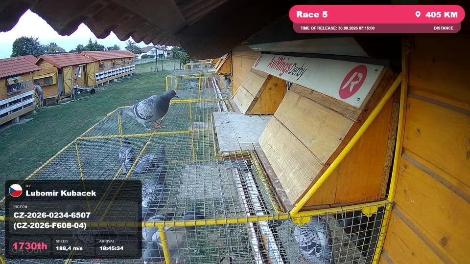 Pigeon Arrival Image For Race Race 5