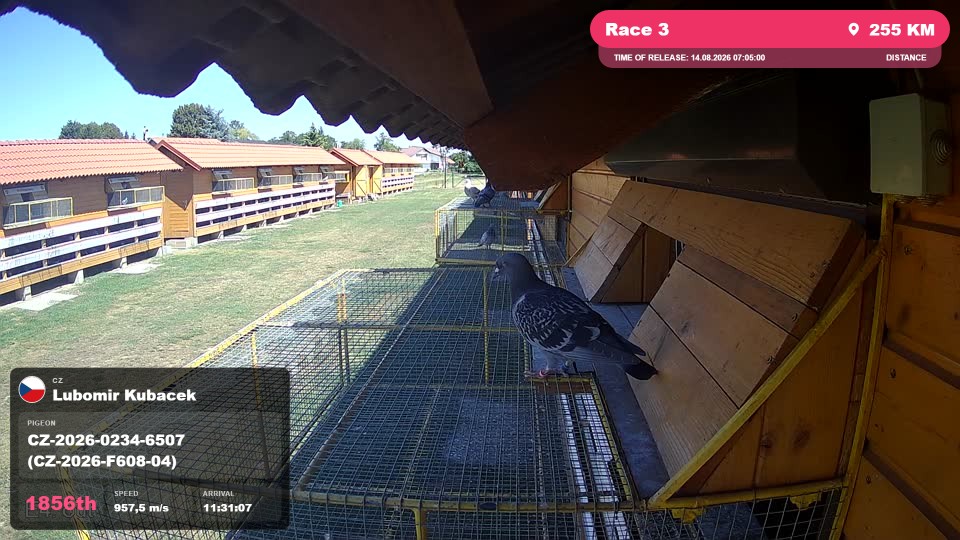 Pigeon Arrival Image For Race Race 3