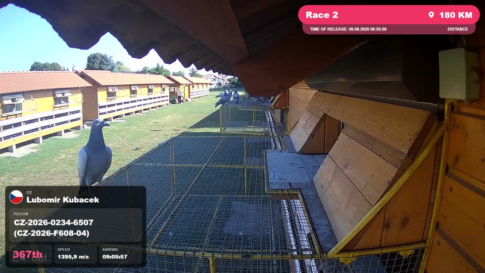 Pigeon Arrival Image For Race Race 2