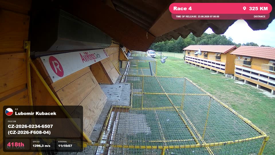 Pigeon Arrival Image For Race Race 4