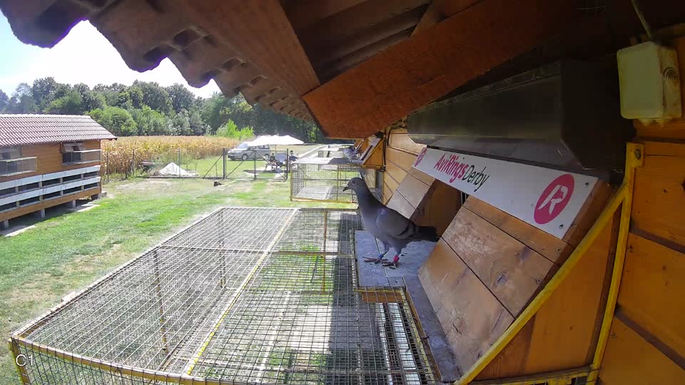 Pigeon Arrival Image For Race Race 5