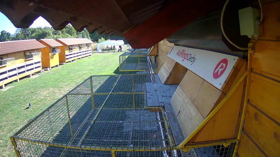 Pigeon Arrival Image For Race Final Race 1/3