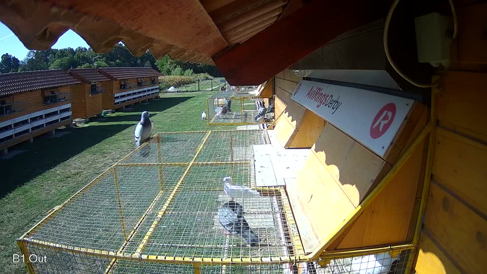 Pigeon Arrival Image For Race Race 5