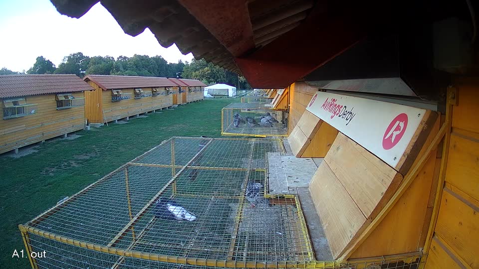 Pigeon Arrival Image For Race Final Race 1/3