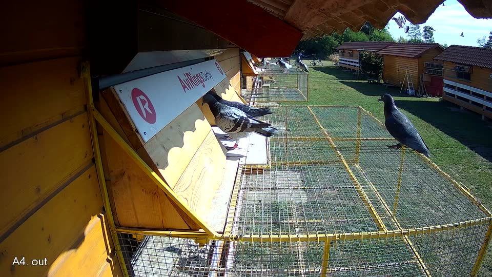 Pigeon Arrival Image For Race Race 2