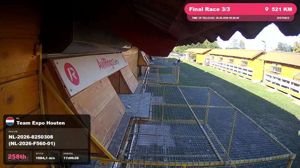 Pigeon Arrival Image For Race Final Race 3/3
