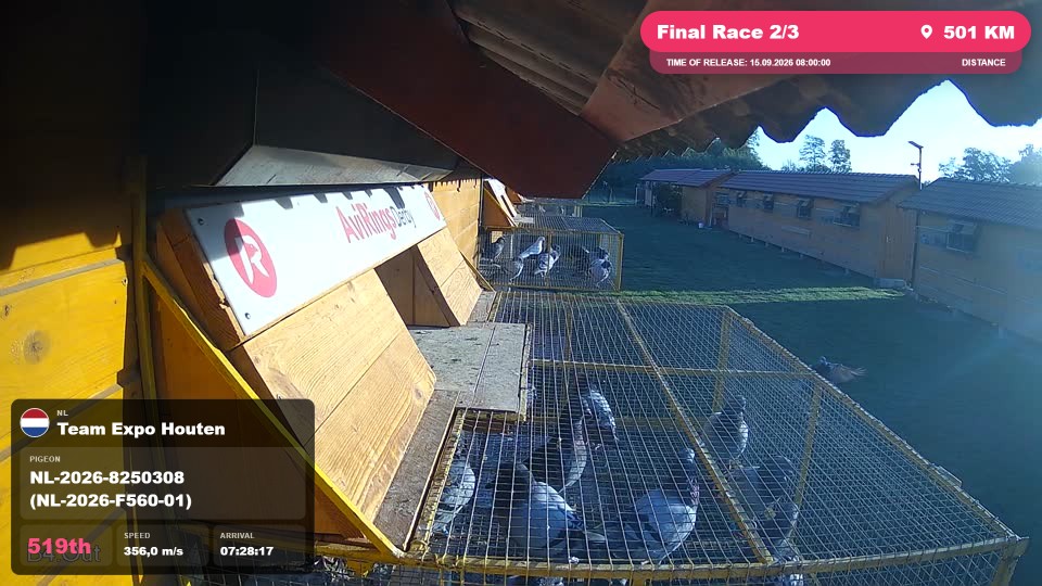 Pigeon Arrival Image For Race Final Race 2/3