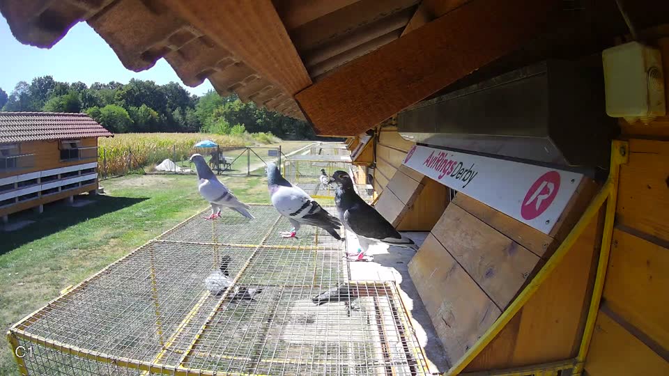 Pigeon Arrival Image For Race Race 3