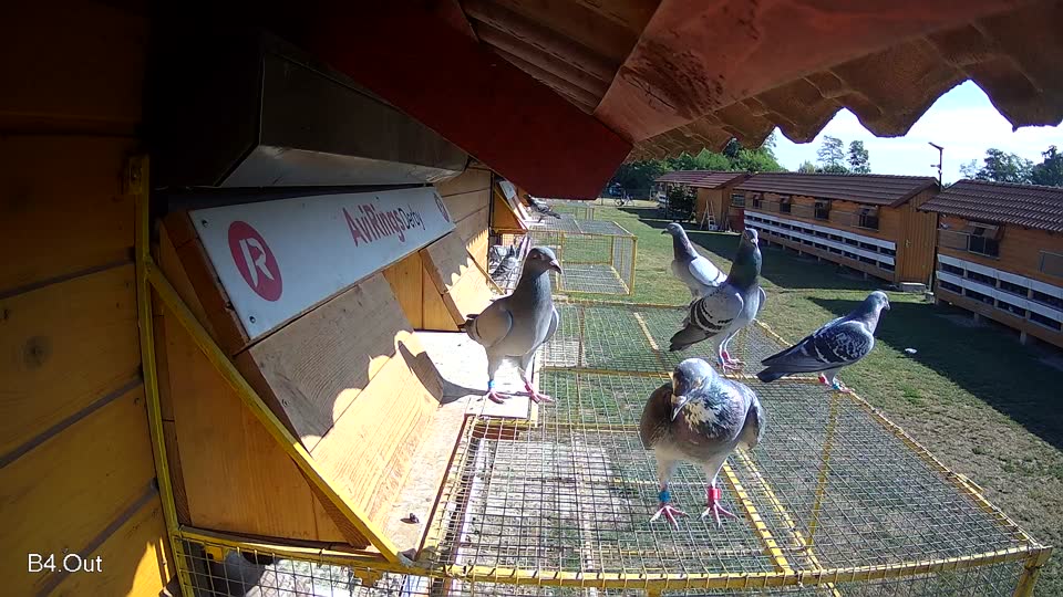 Pigeon Arrival Image For Race Race 2