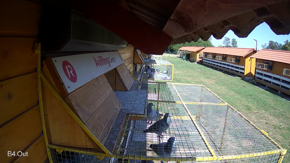 Pigeon Arrival Image For Race Race 4
