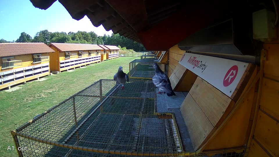 Pigeon Arrival Image For Race Race 5