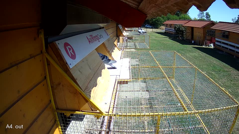 Pigeon Arrival Image For Race Race 3
