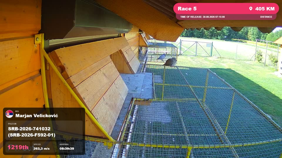 Pigeon Arrival Image For Race Race 5
