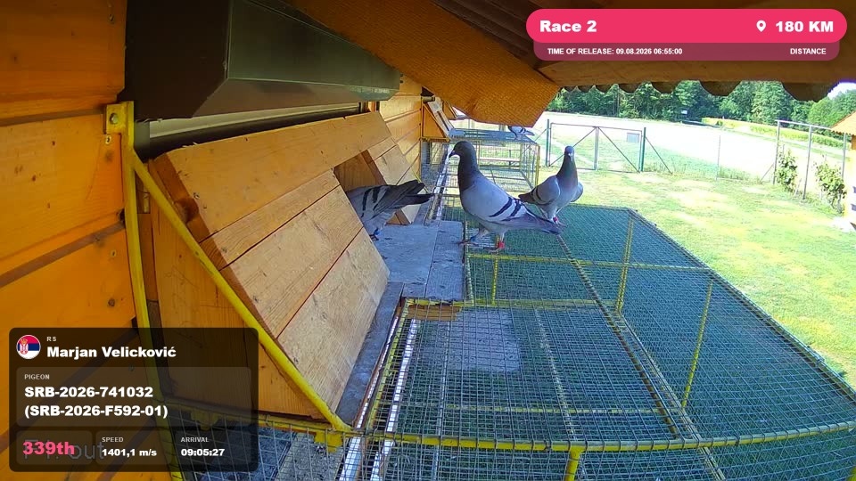 Pigeon Arrival Image For Race Race 2