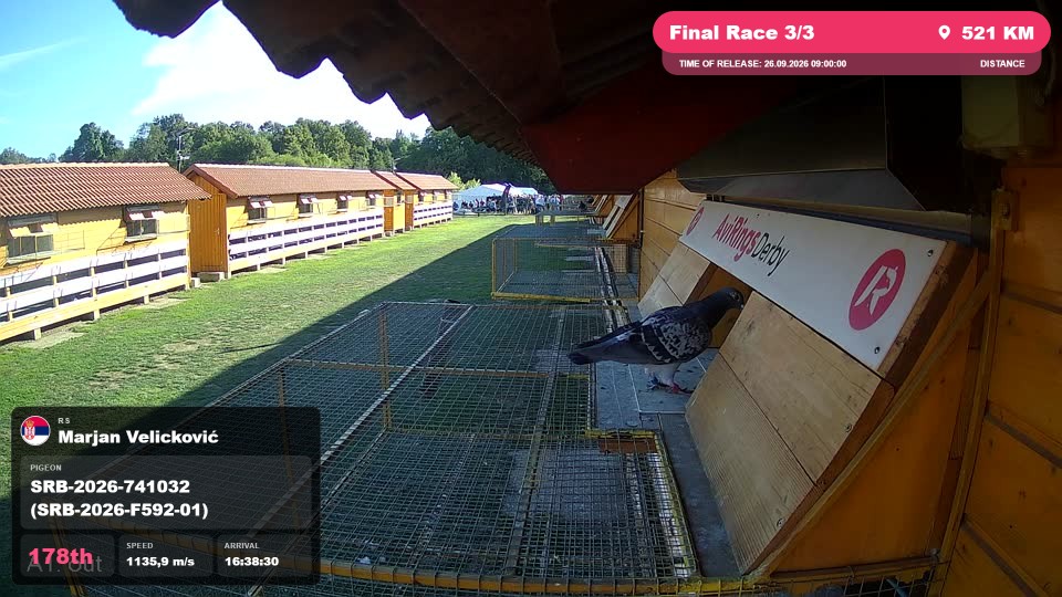 Pigeon Arrival Image For Race Final Race 3/3