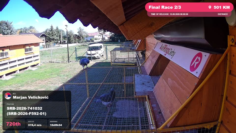 Pigeon Arrival Image For Race Final Race 2/3
