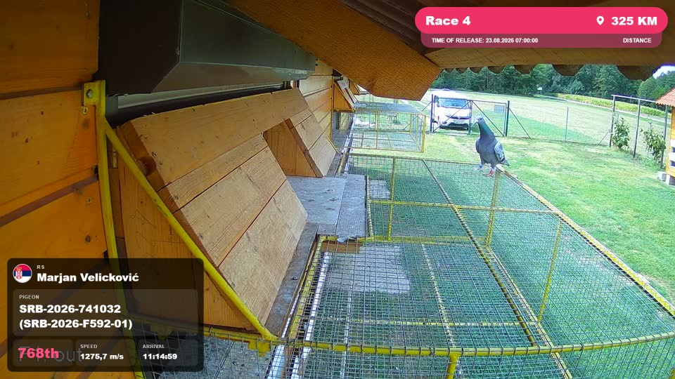 Pigeon Arrival Image For Race Race 4