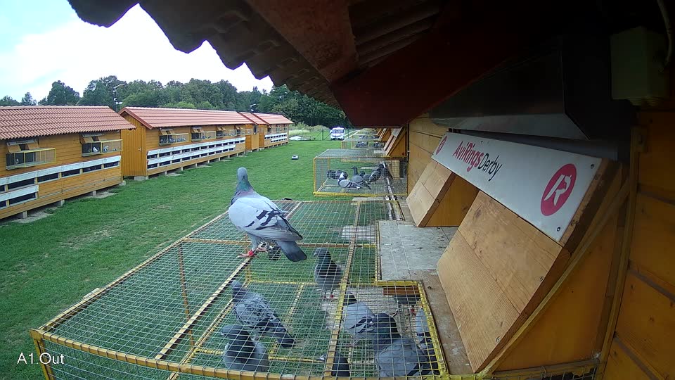 Pigeon Arrival Image For Race Final race 1