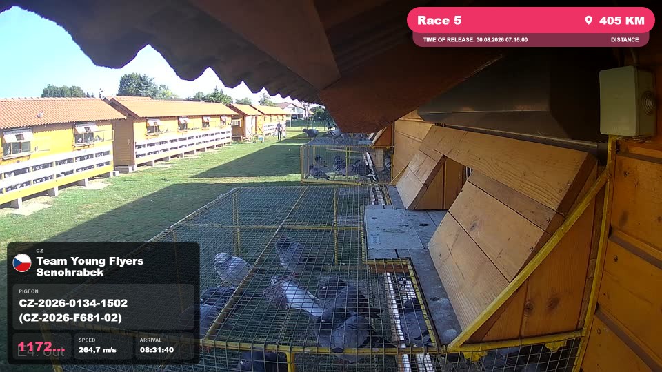 Pigeon Arrival Image For Race Race 5