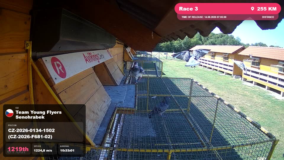 Pigeon Arrival Image For Race Race 3