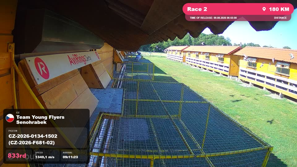 Pigeon Arrival Image For Race Race 2