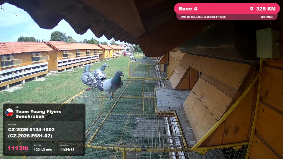 Pigeon Arrival Image For Race Race 4