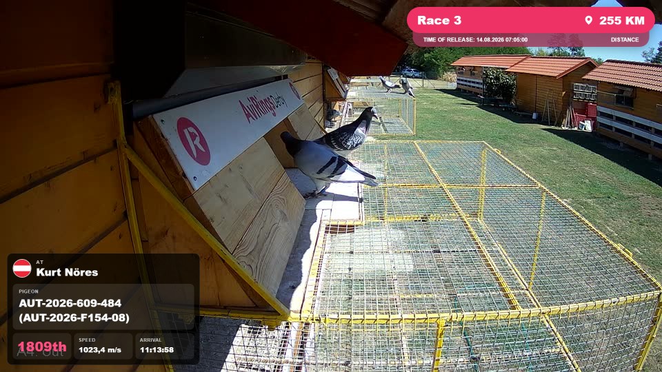 Pigeon Arrival Image For Race Race 3