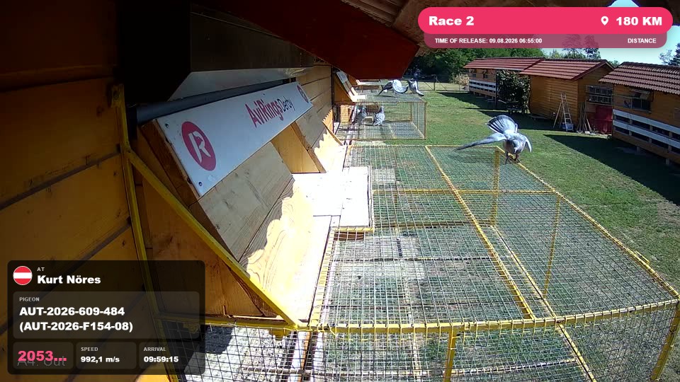 Pigeon Arrival Image For Race Race 2