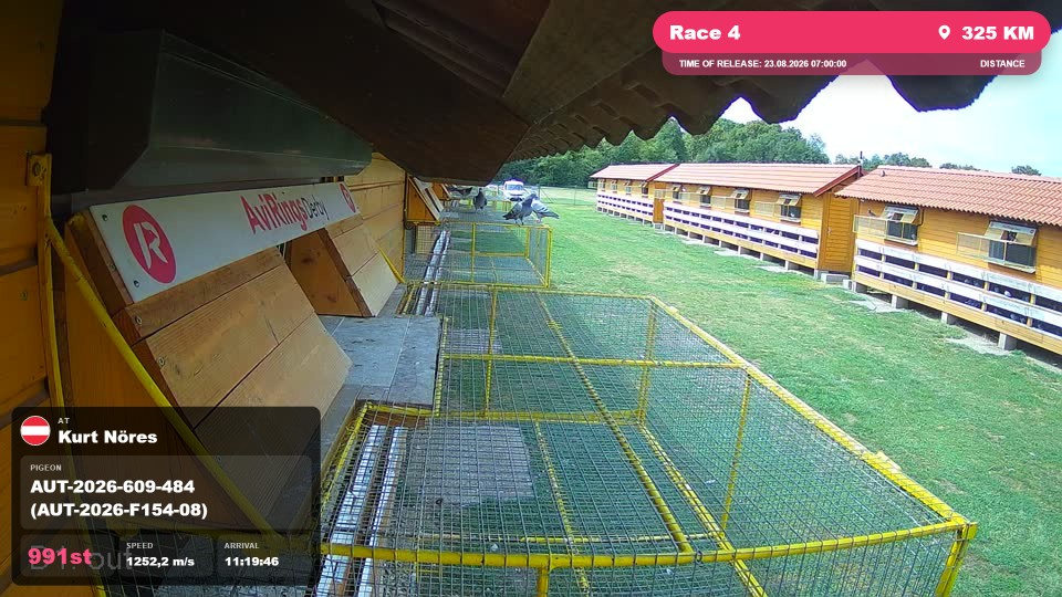 Pigeon Arrival Image For Race Race 4