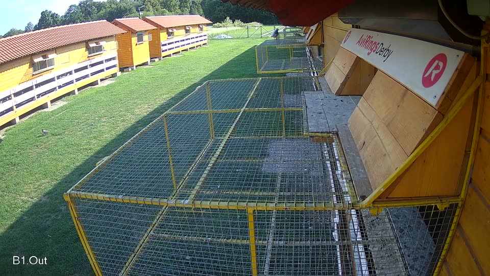 Pigeon Arrival Image For Race Race 6