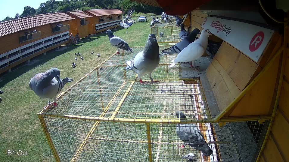 Pigeon Arrival Image For Race Race 3