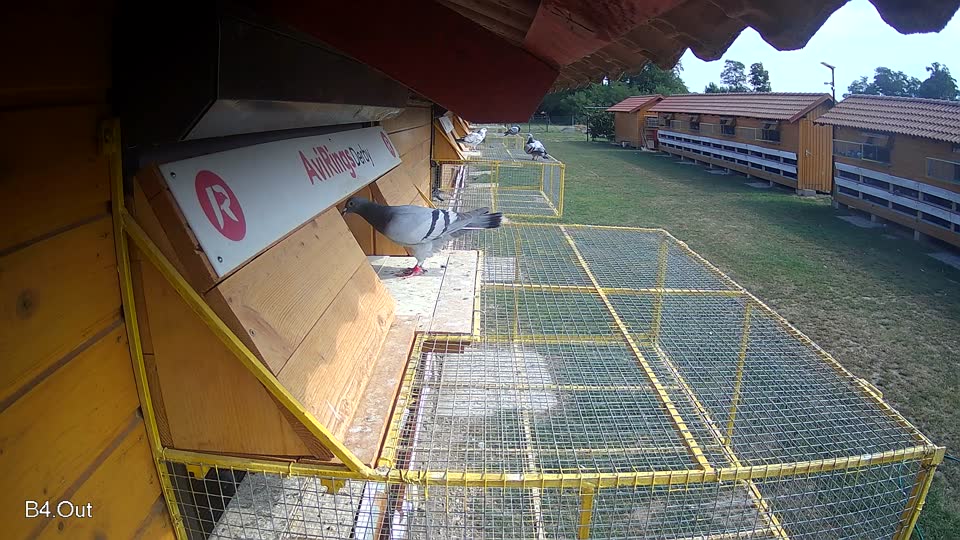 Pigeon Arrival Image For Race Race 4