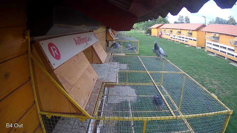 Pigeon Arrival Image For Race Final race 1